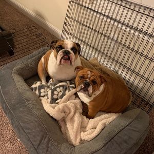 Meet your Posher, Abby